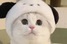 凤凰体育入口 -爽搜爽打爽撤离vgp1